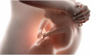 Fig. 1 - Le carezze materne e accudimento prenatale