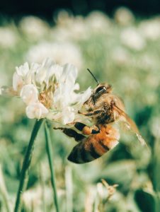 Bee (Apis mellifera)