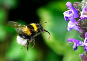 Bumblebee (Bombus terrestris)