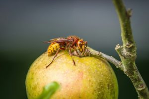 Hornet (Vespa crabro)