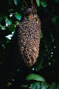Bee swarm