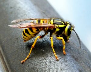Wasp (Vespula vulgaris)