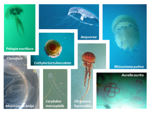 Fig. 1: Principali specie di meduse e ctenofori del Mar Mediterraneo.